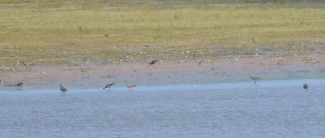 Lesser Yellowlegs - ML621621627