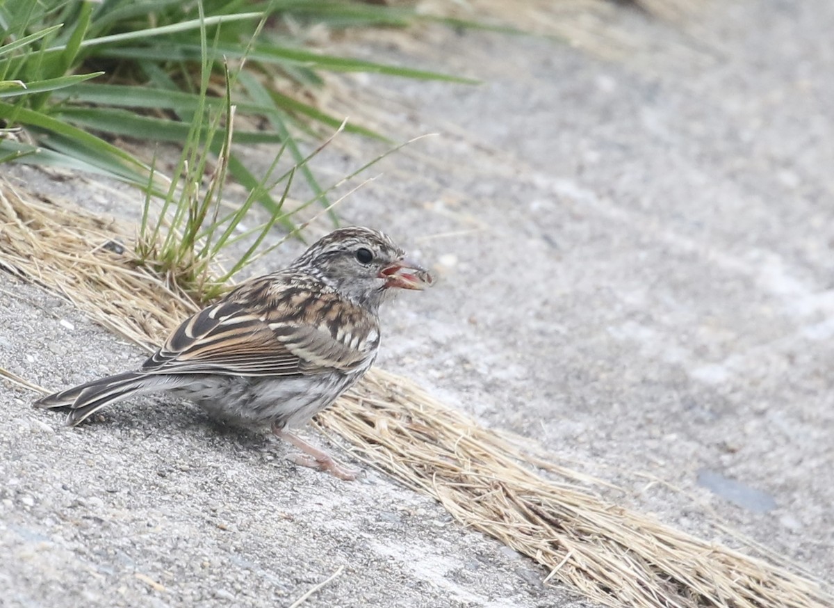 Chipping Sparrow - ML621621637