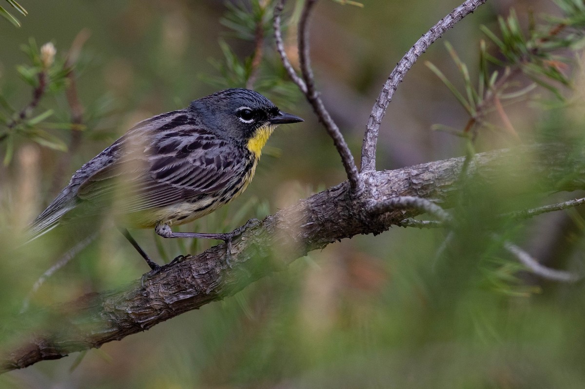 Kirtland's Warbler - ML621621671