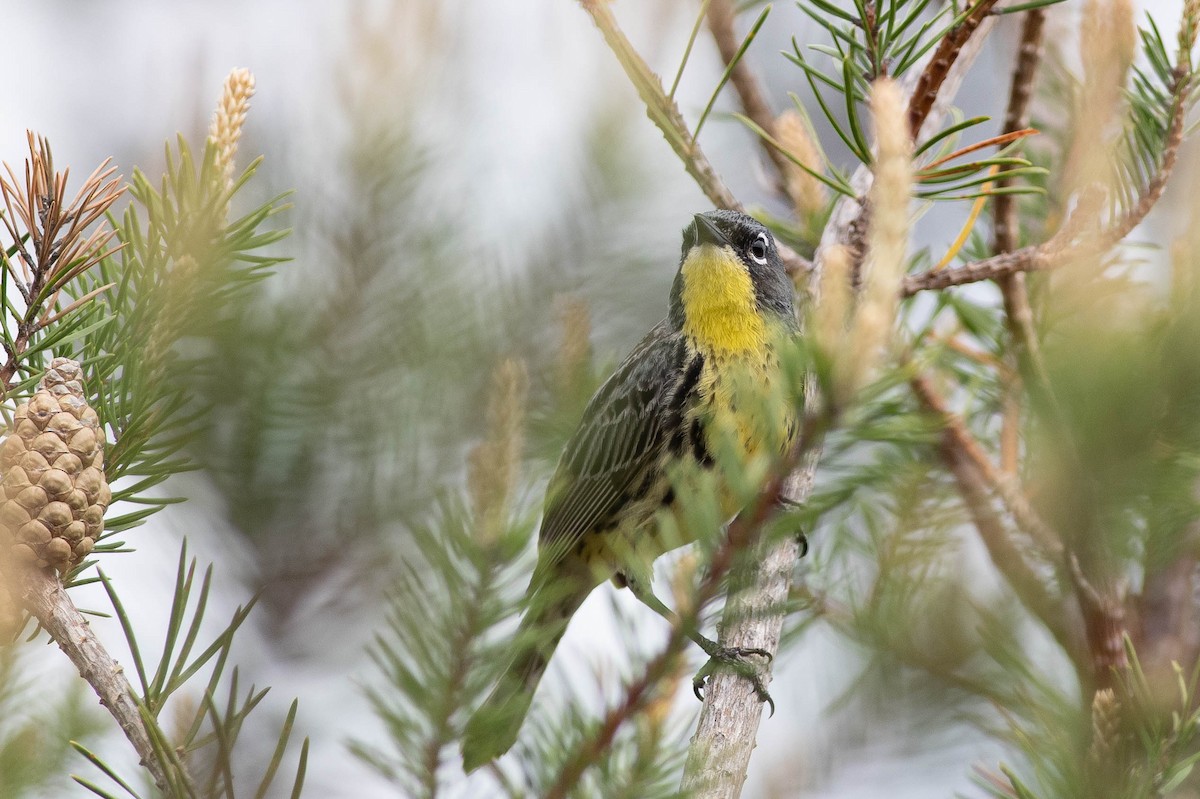 Kirtland's Warbler - ML621621673