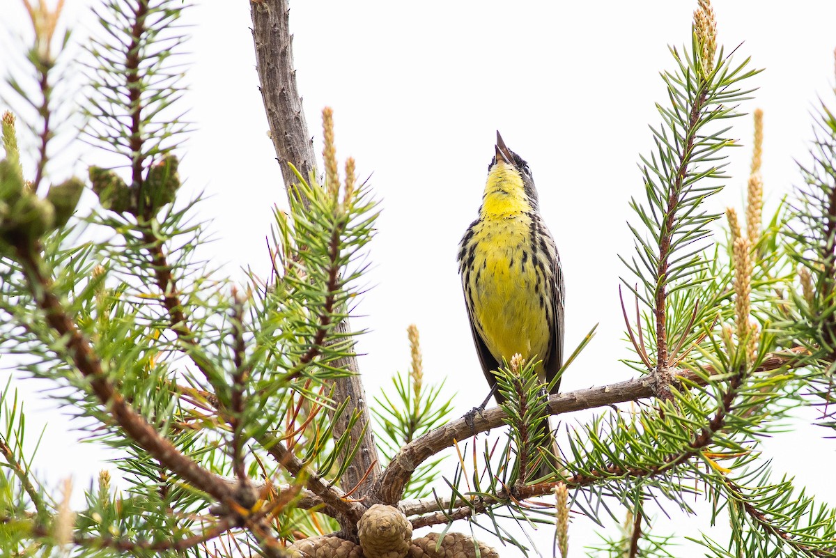 Kirtland's Warbler - ML621621676