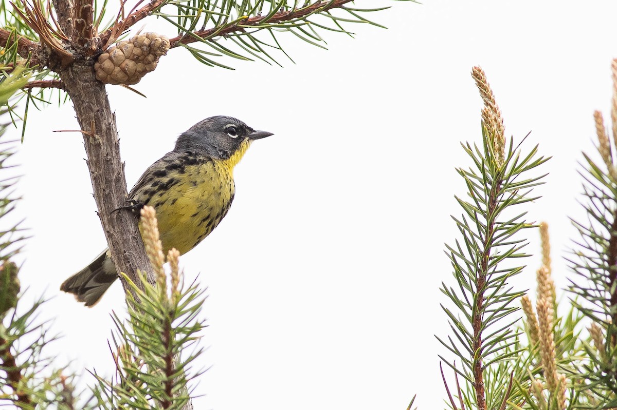 Kirtland's Warbler - ML621621678