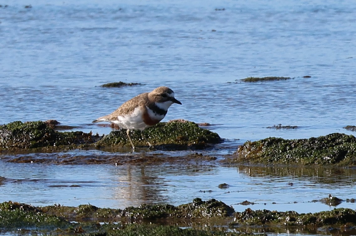 Double-banded Plover - ML621621680