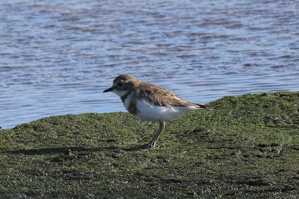 Double-banded Plover - ML621621681