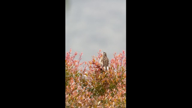Eastern Meadowlark (Eastern) - ML621621690