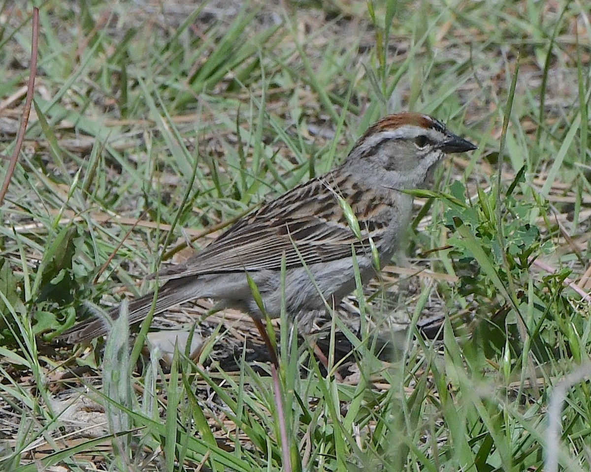 Chipping Sparrow - ML621621691