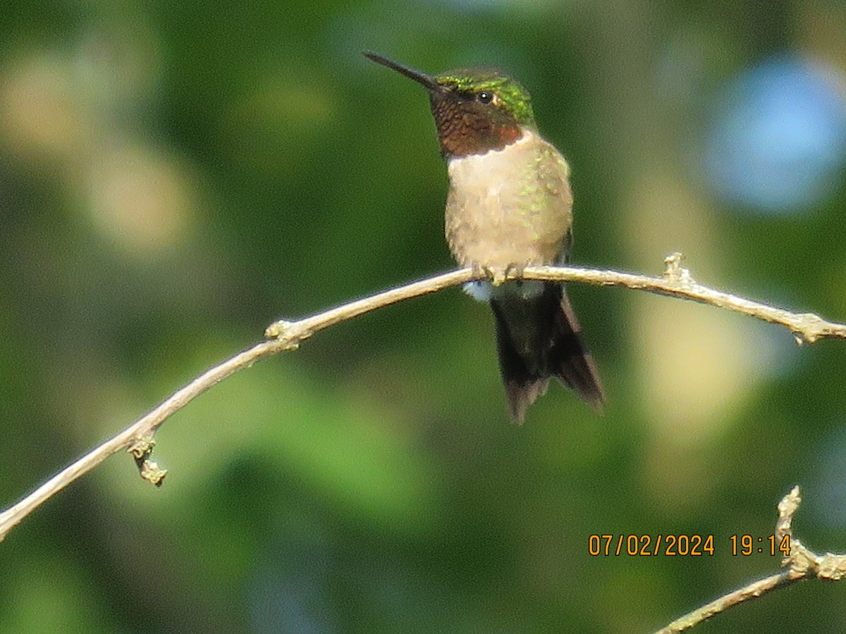 Ruby-throated Hummingbird - ML621621695