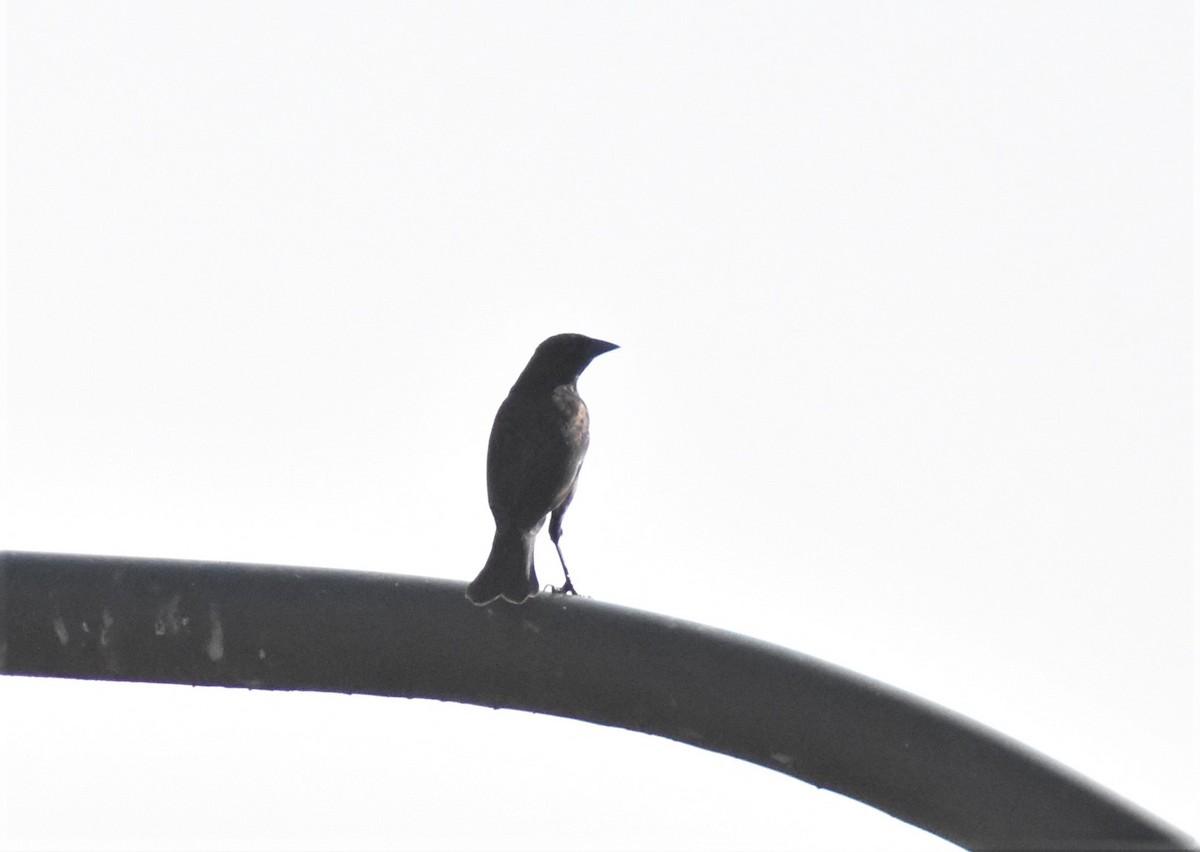 Great-tailed Grackle - ML621621704