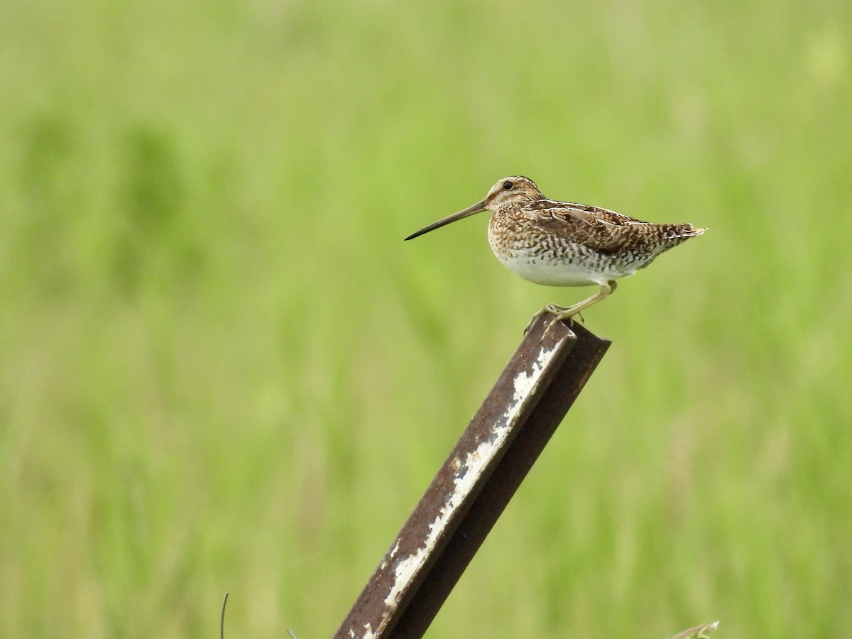 Wilson's Snipe - ML621621705