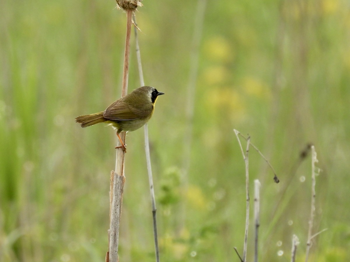 Paruline masquée - ML621621708