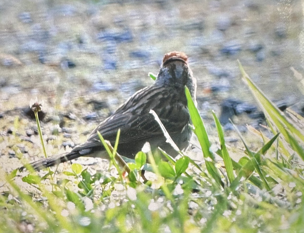 Chipping Sparrow - ML621621787