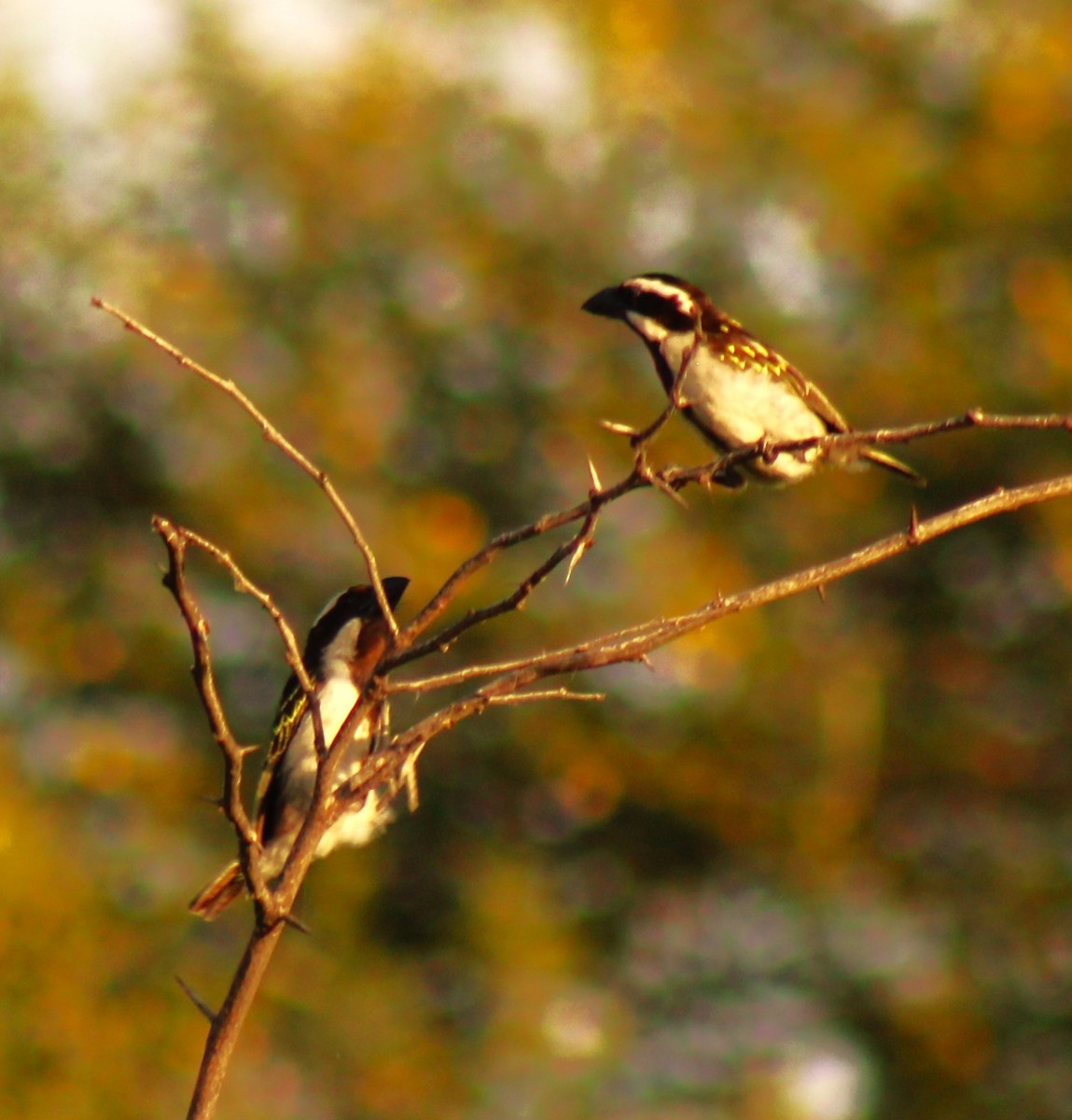 Black-throated Barbet - Scott Atkinson