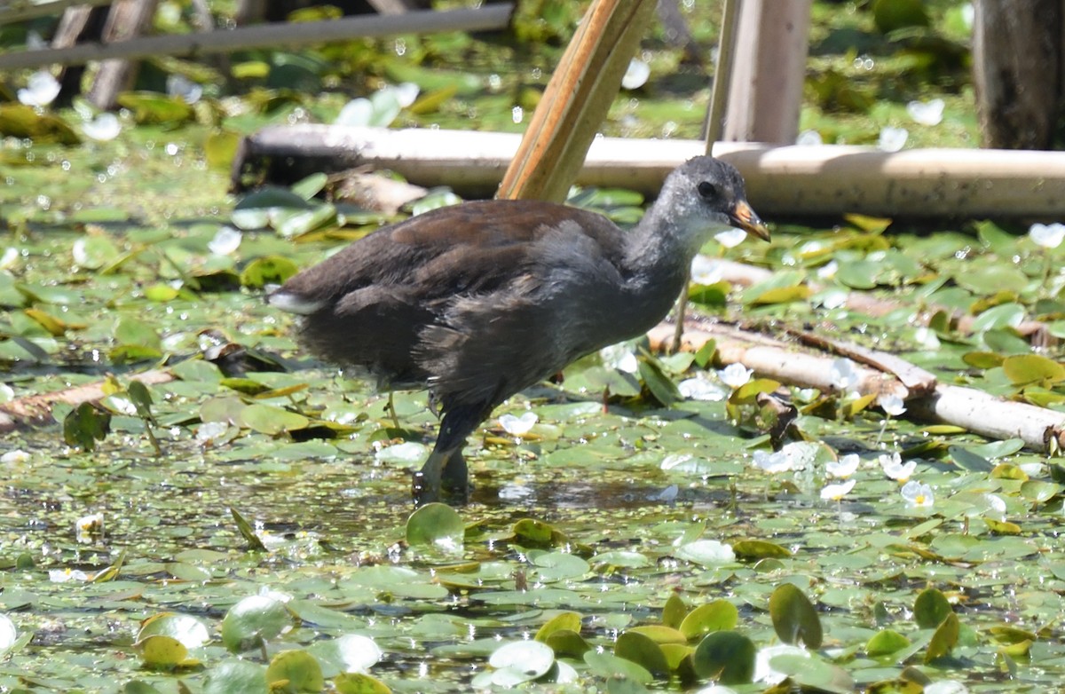 Common Gallinule - ML621621995