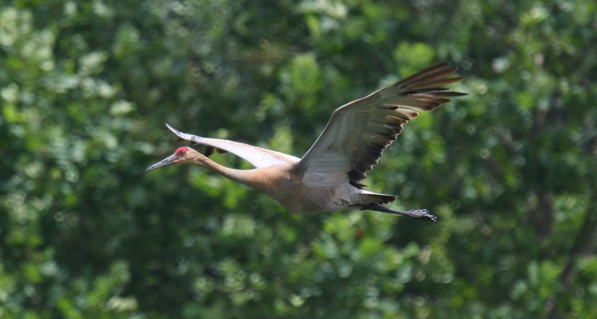 Sandhill Crane - ML621622006