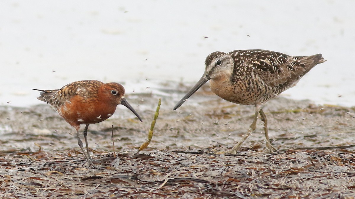 Curlew Sandpiper - ML621622079