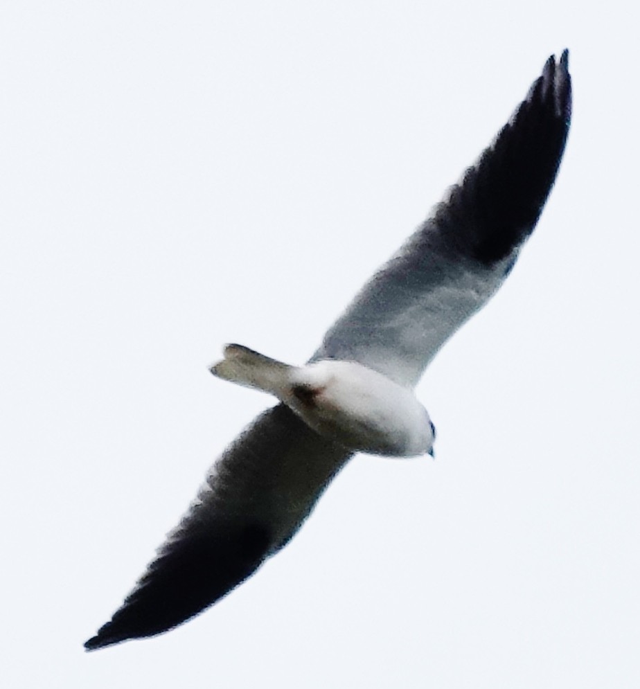 Black-shouldered Kite - ML621622080