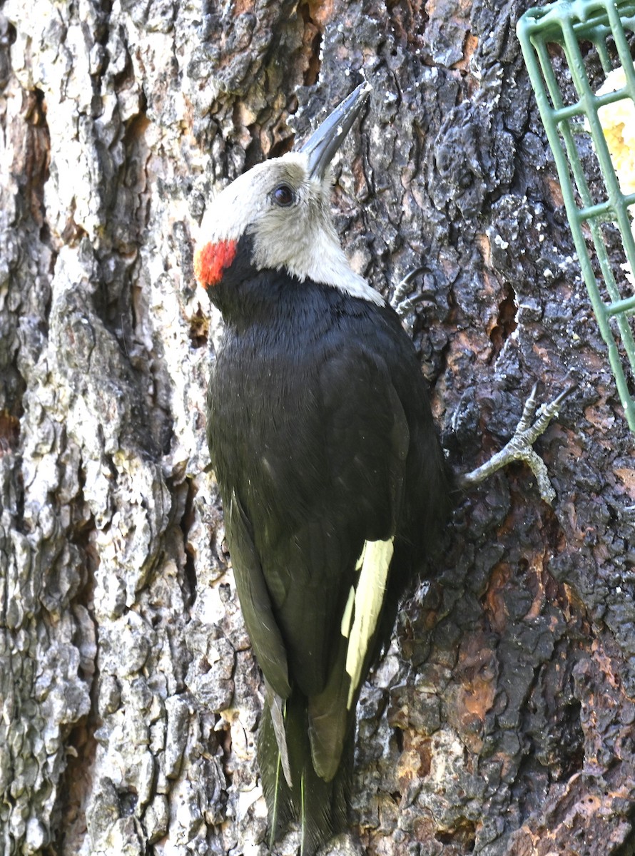 White-headed Woodpecker - ML621622083