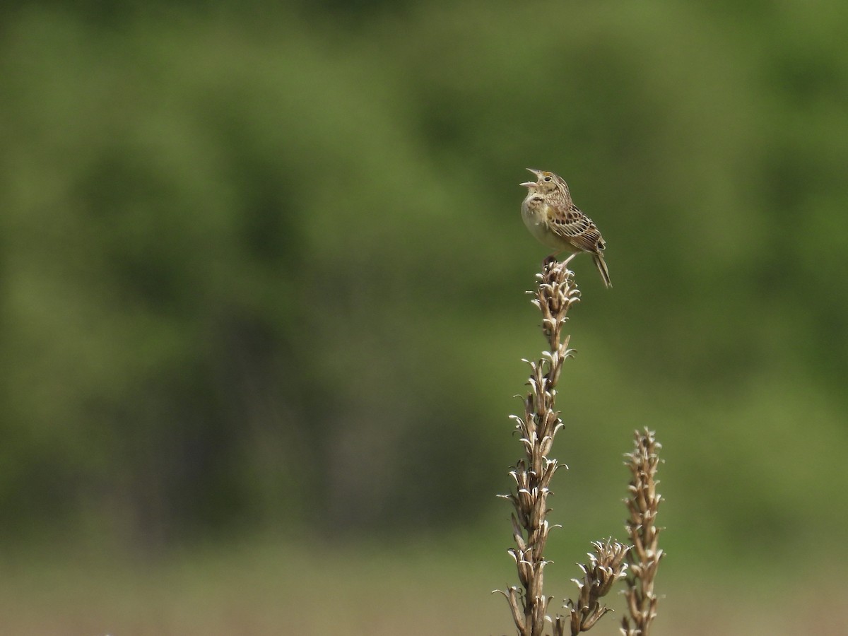 Grasshopper Sparrow - ML621622107