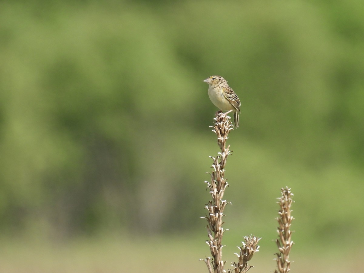Grasshopper Sparrow - ML621622111
