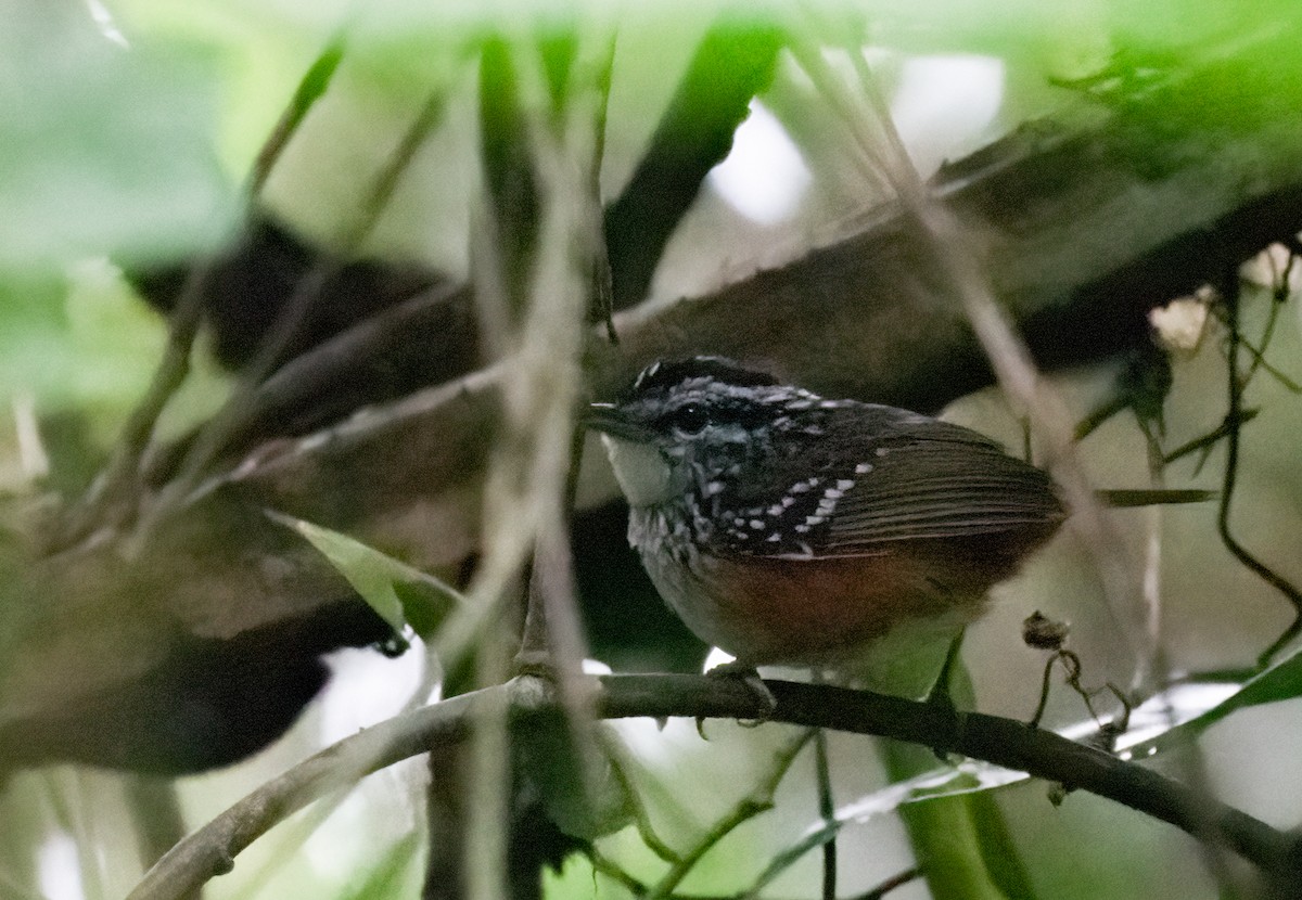 Peruvian Warbling-Antbird - ML621622139