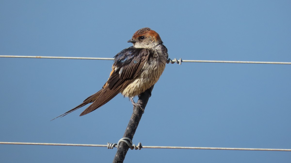 Greater Striped Swallow - ML621622222