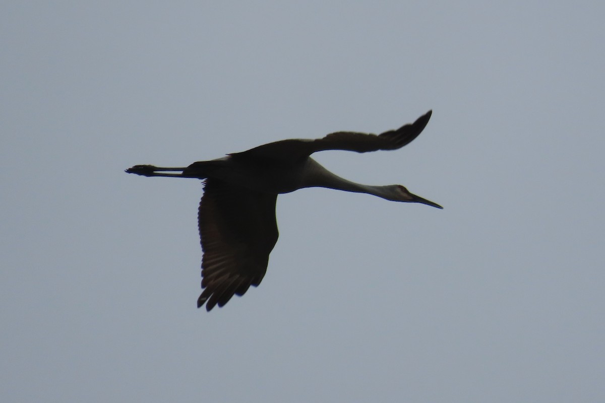 Sandhill Crane - Andrew Bendall