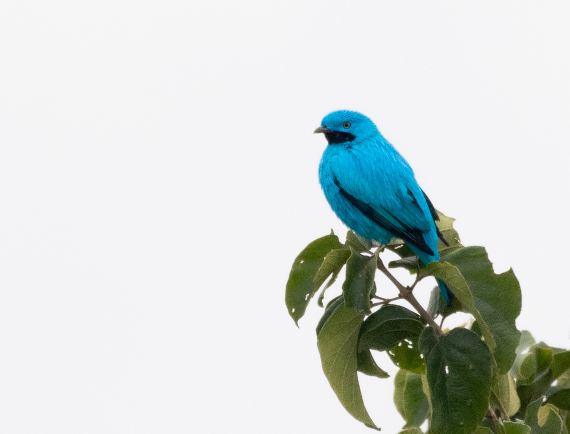 Plum-throated Cotinga - Kenta Togo