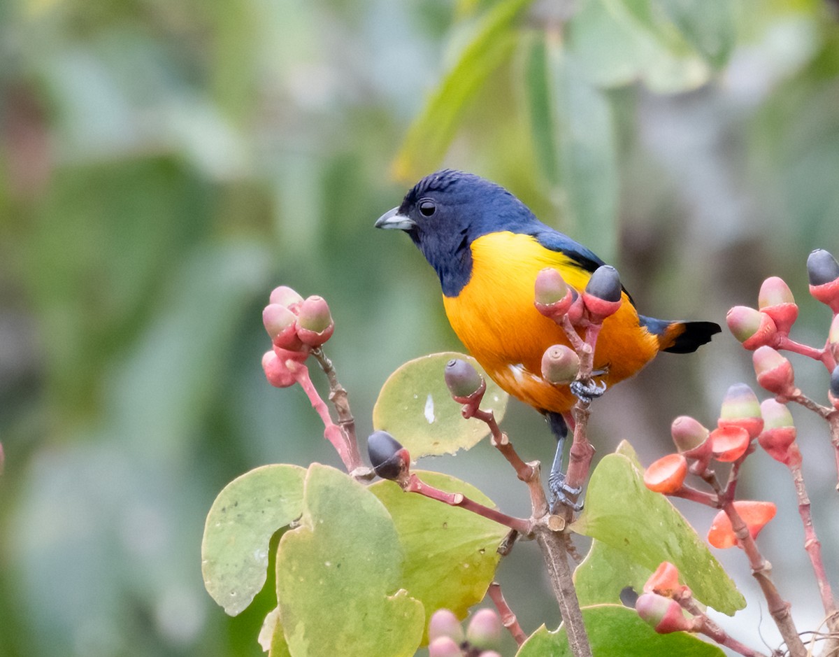 Rufous-bellied Euphonia - ML621622369