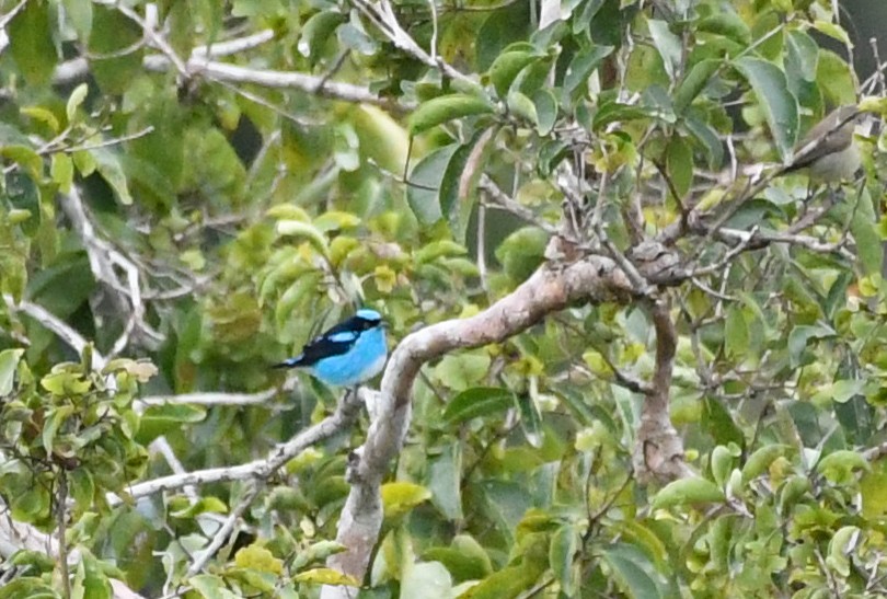 Dacnis Carinegro - ML621622447