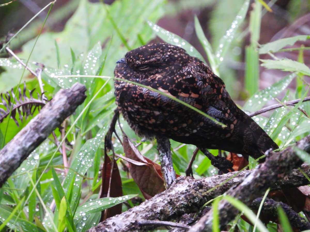 Swallow-tailed Nightjar - ML621622488
