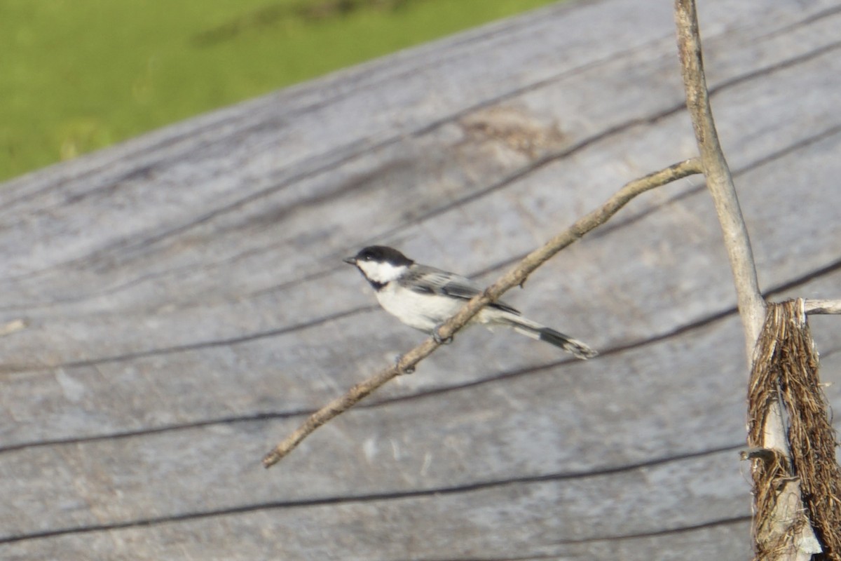 Black-capped Chickadee - ML621622538