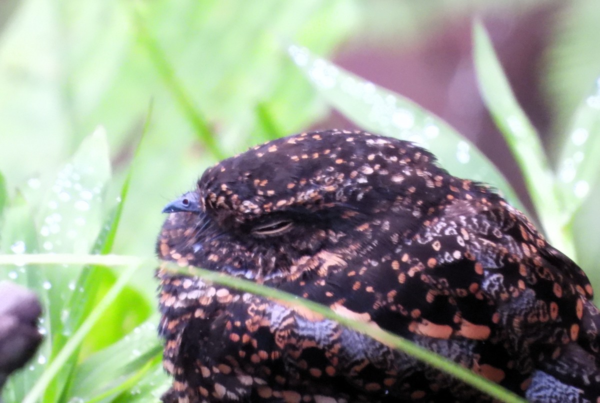 Swallow-tailed Nightjar - ML621622551