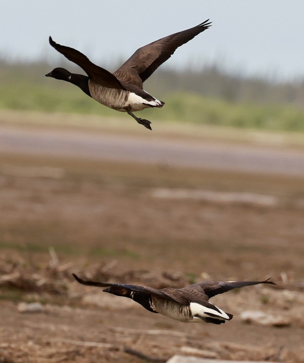 Brant - ML621622676