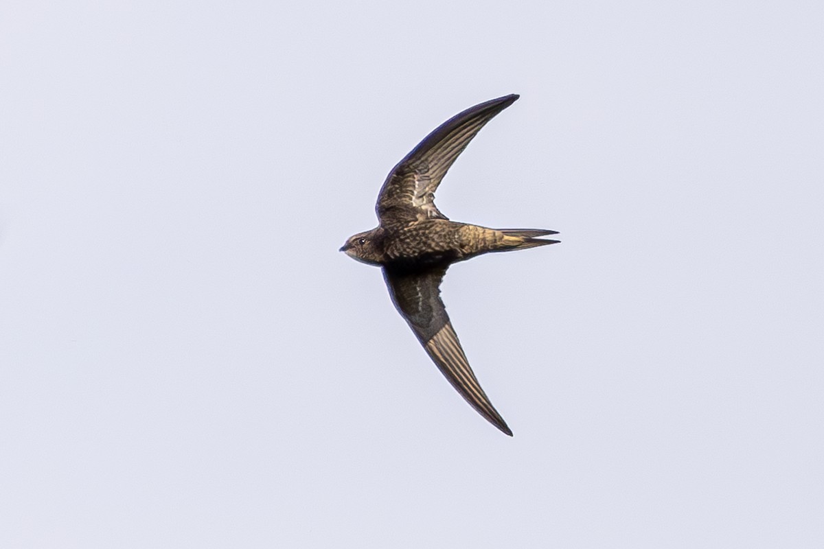 Common Swift - ML621622747