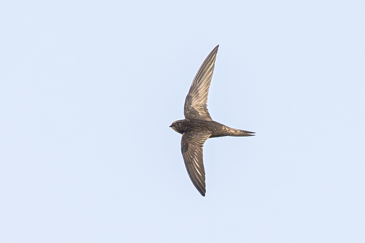 Common Swift - ML621622748