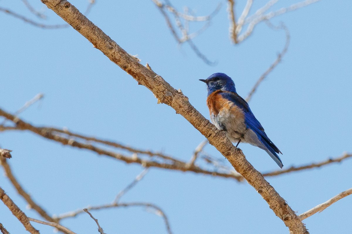 Western Bluebird - ML621622775