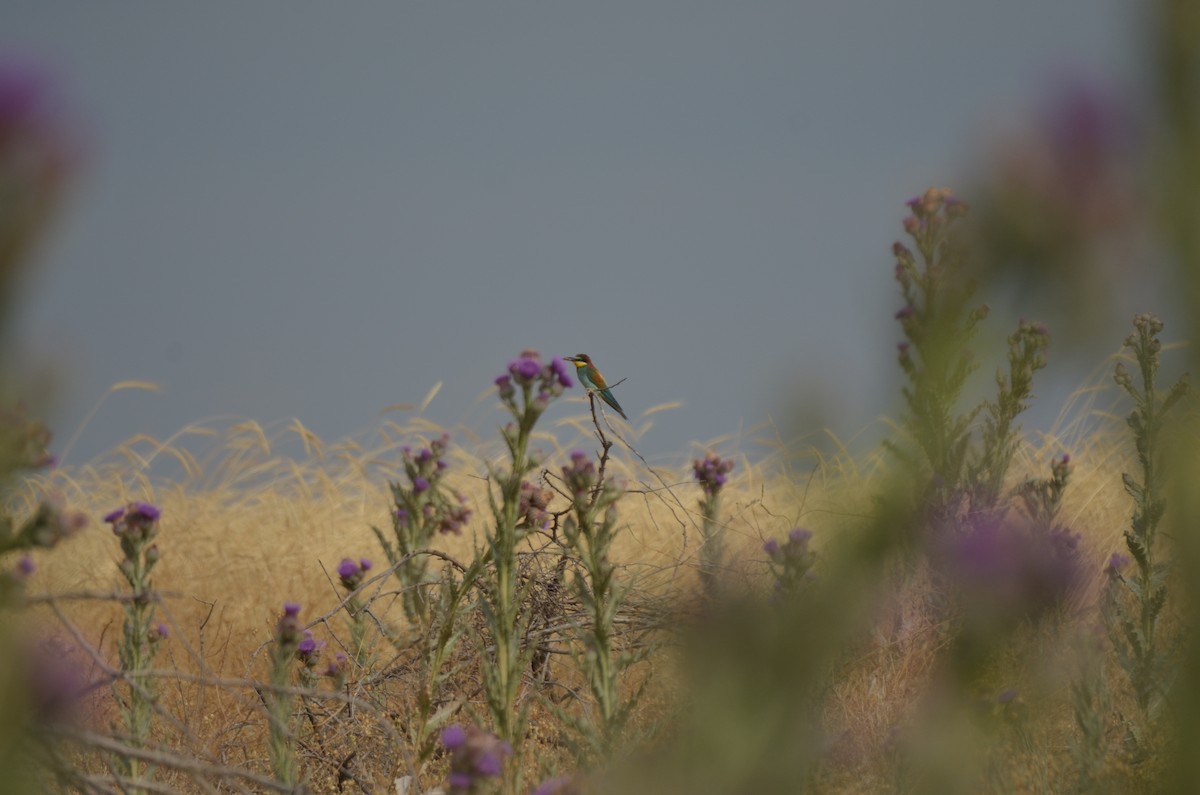 European Bee-eater - ML621622776