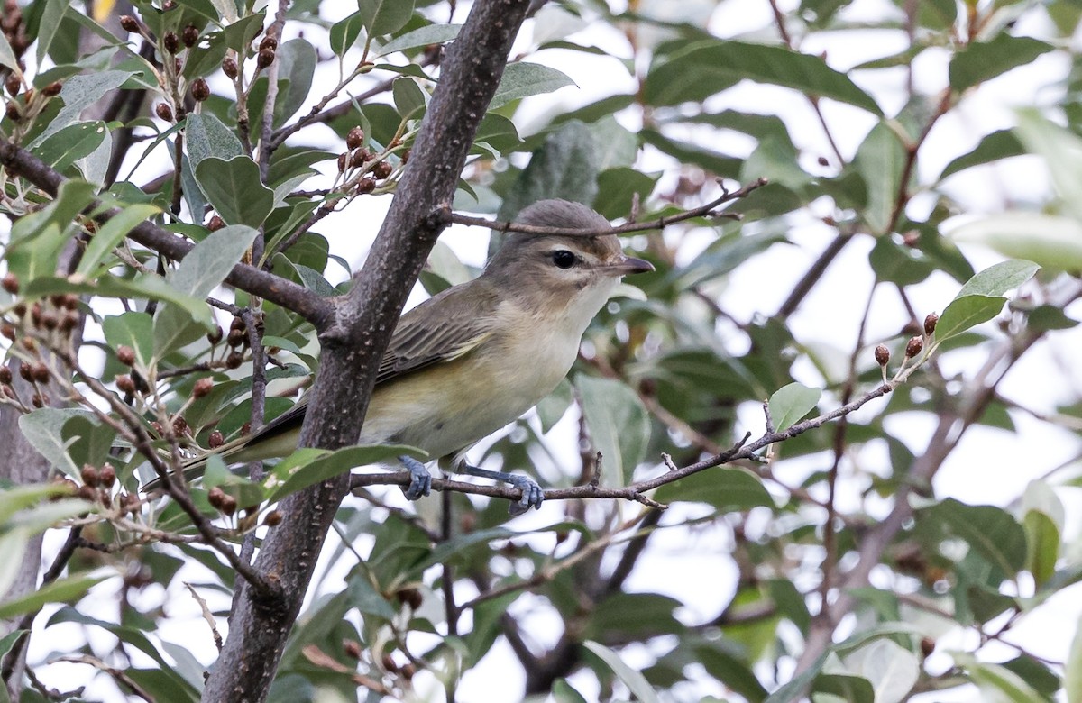 Warbling Vireo - ML621622790