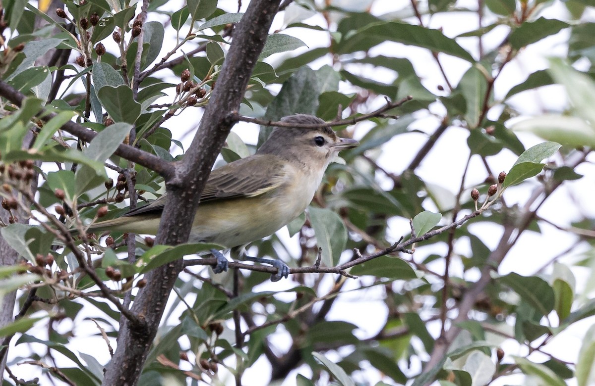 Ötücü Vireo - ML621622791