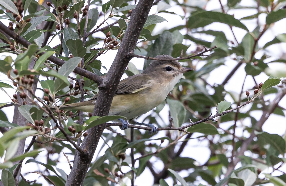 Vireo Gorjeador - ML621622792