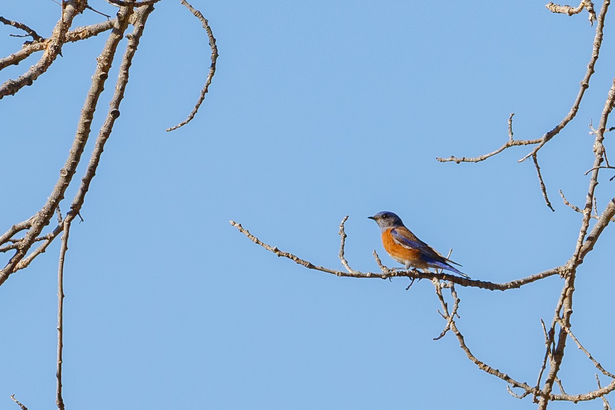 Western Bluebird - ML621622801