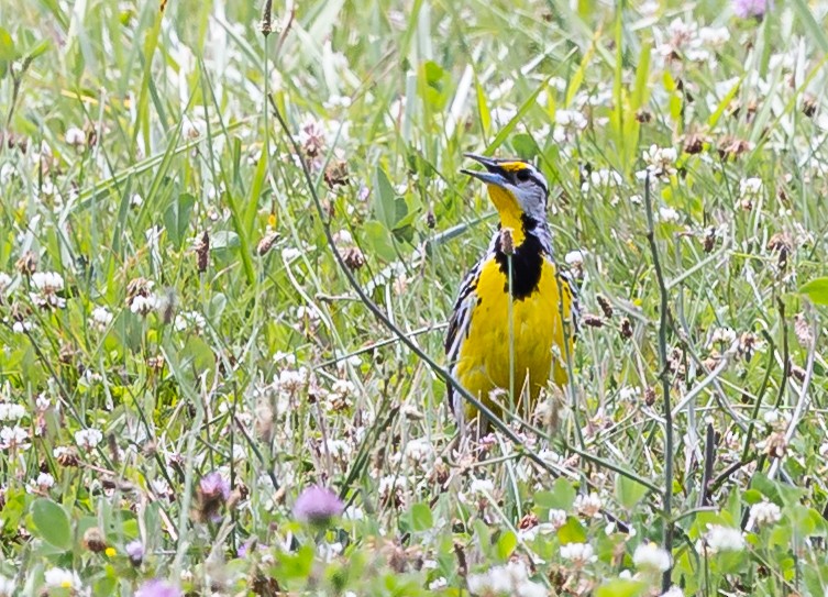 Eastern Meadowlark - ML621622807