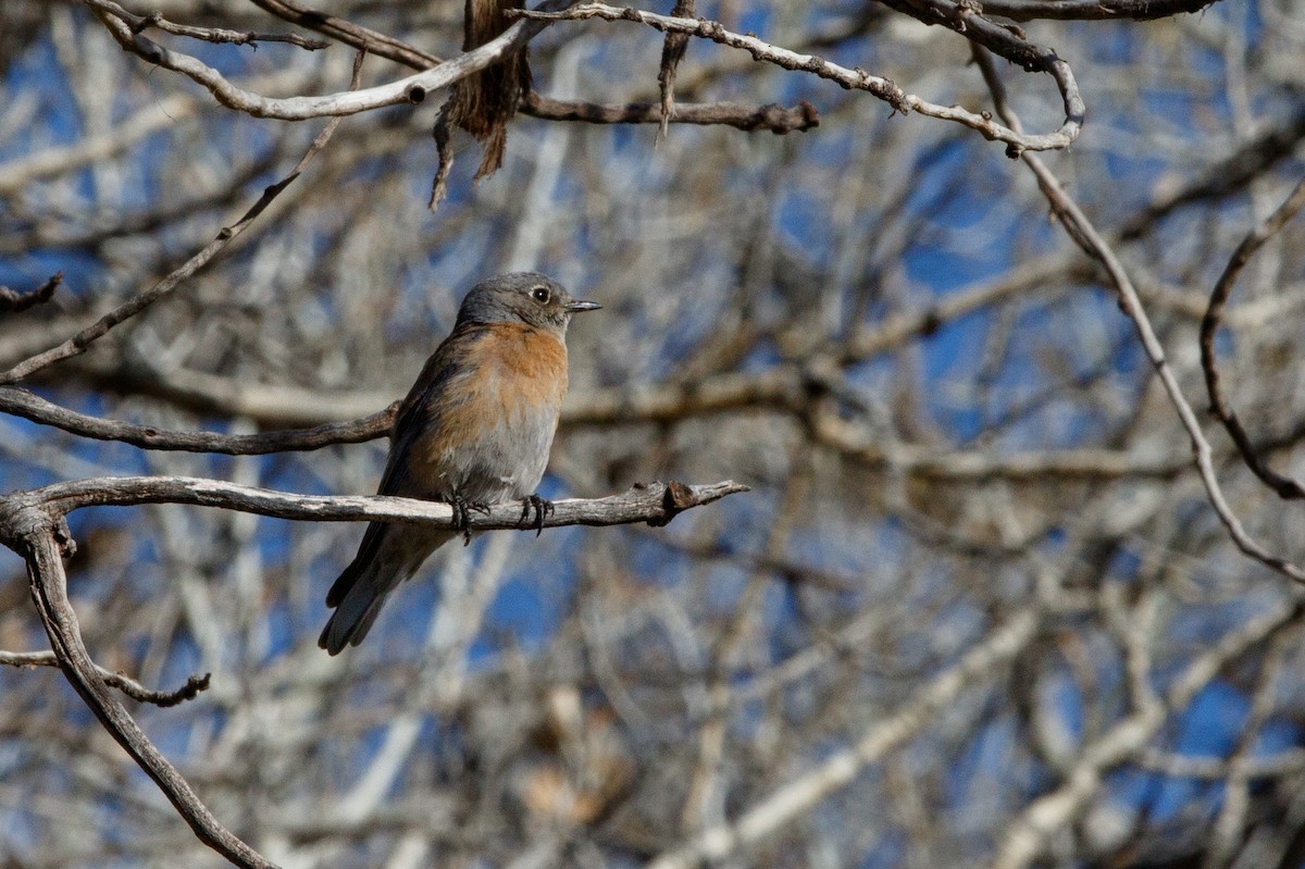 Western Bluebird - ML621622808