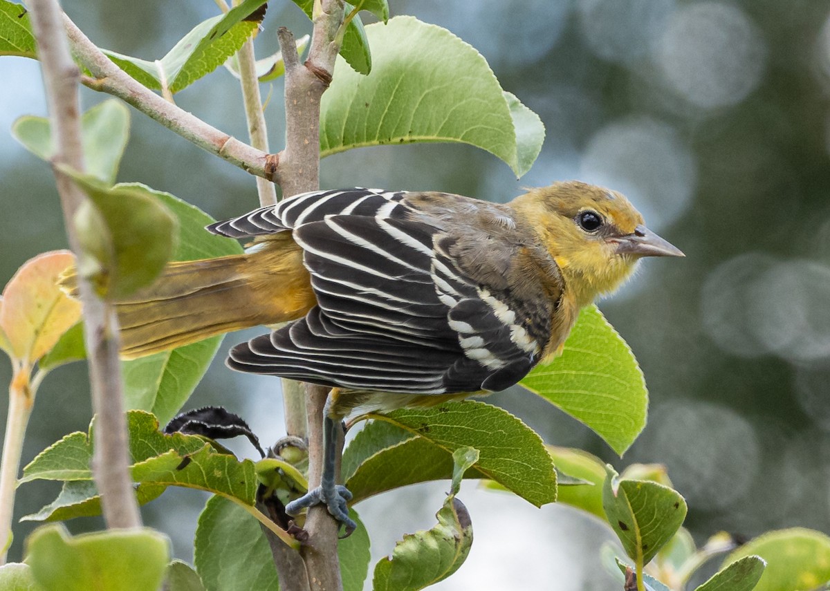 Baltimore Oriole - ML621622814