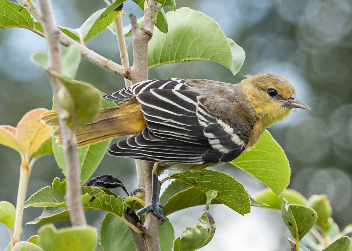 Baltimore Oriole - ML621622815