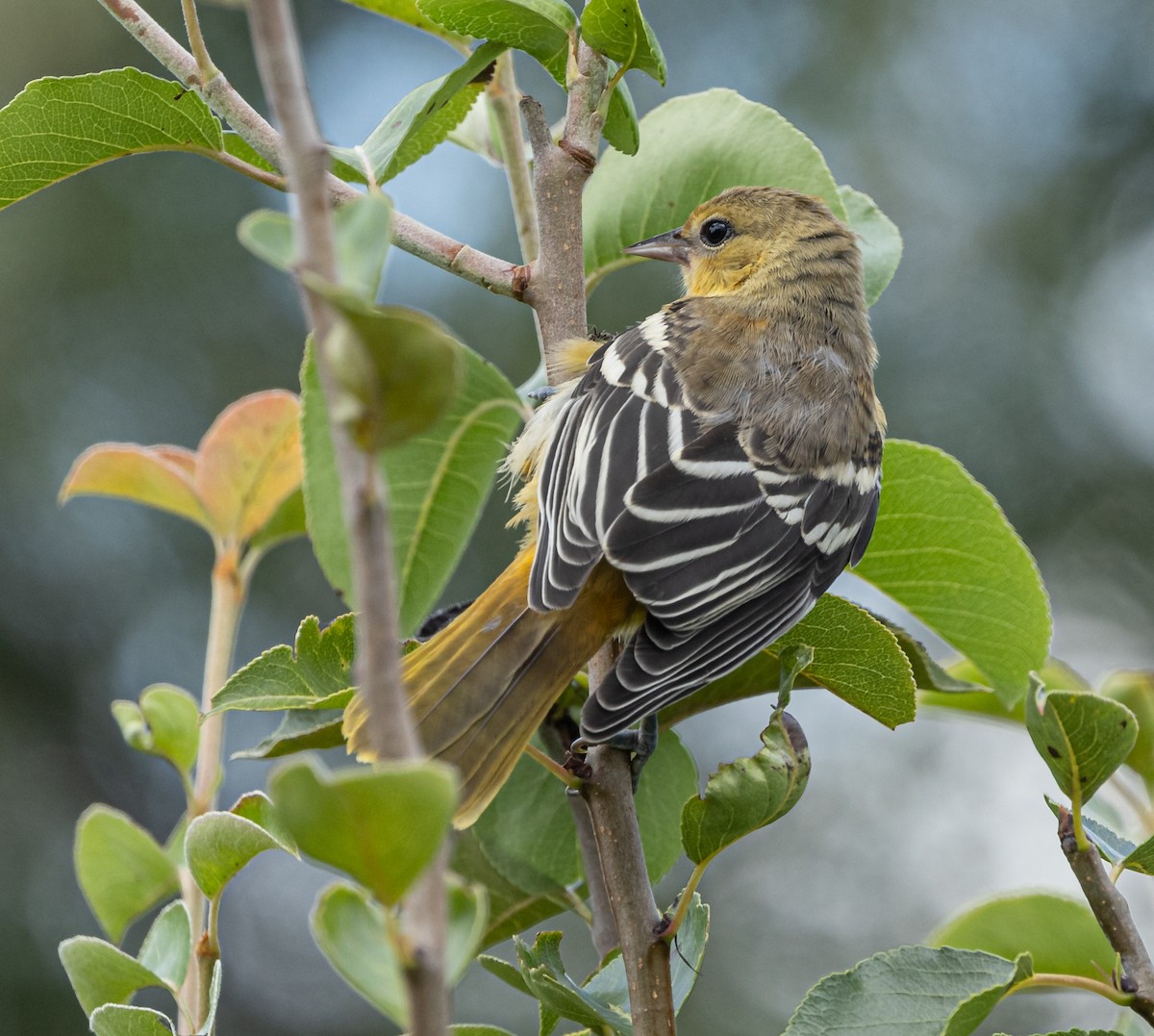 Baltimore Oriole - ML621622816