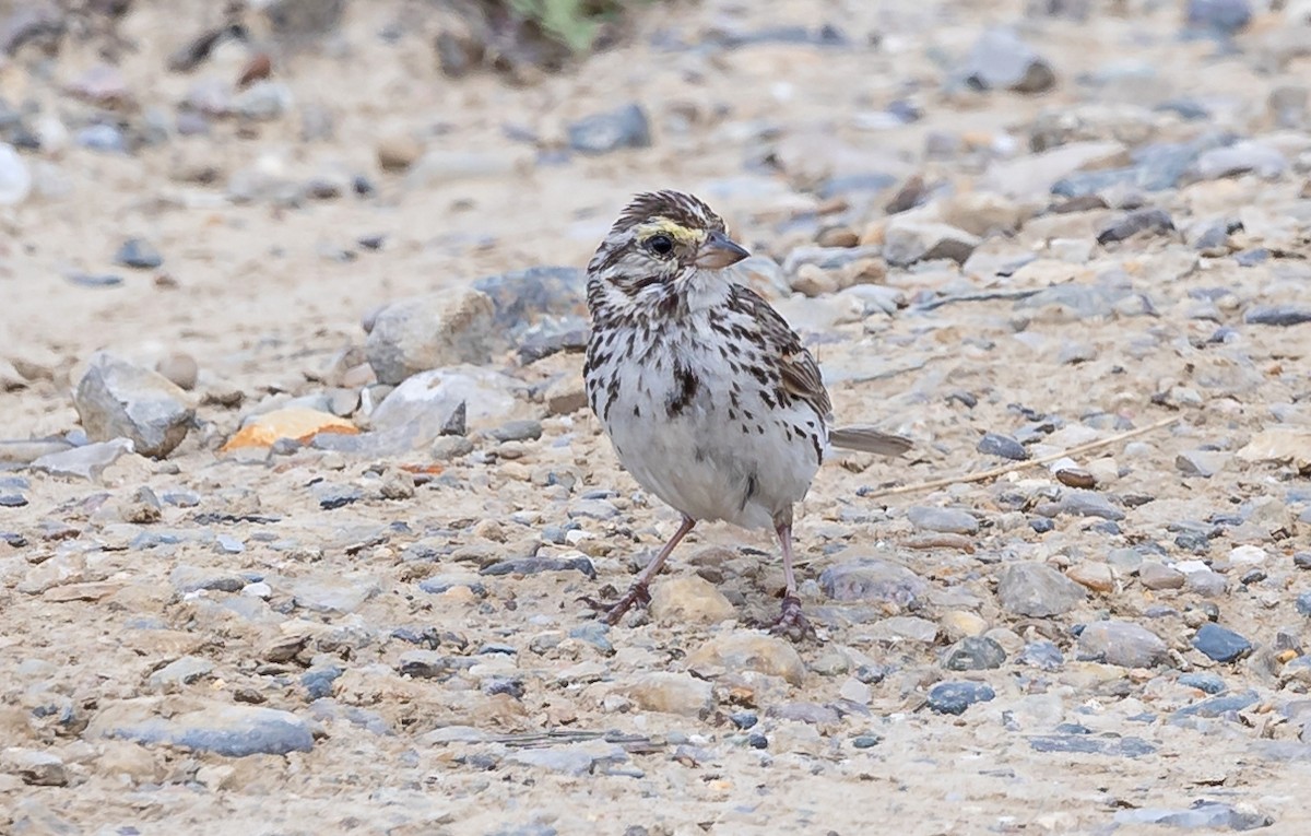 Savannah Sparrow - ML621622826