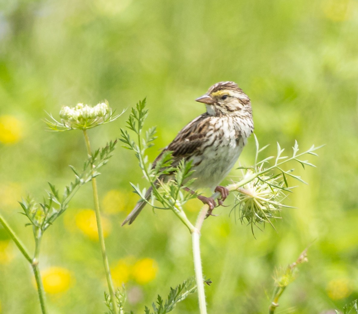 Savannah Sparrow - ML621622833