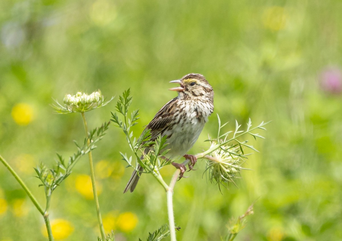 Savannah Sparrow - ML621622834