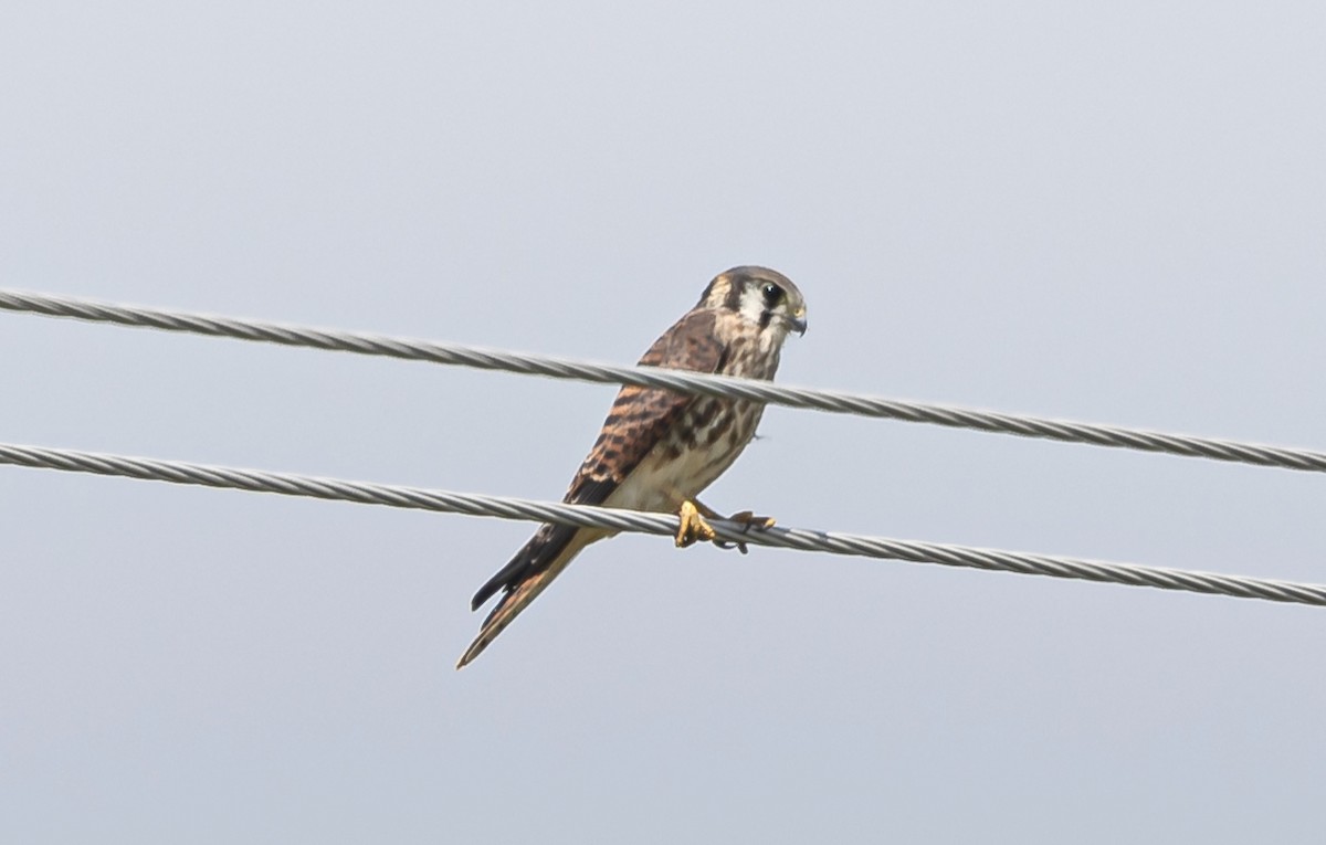 American Kestrel - ML621622841